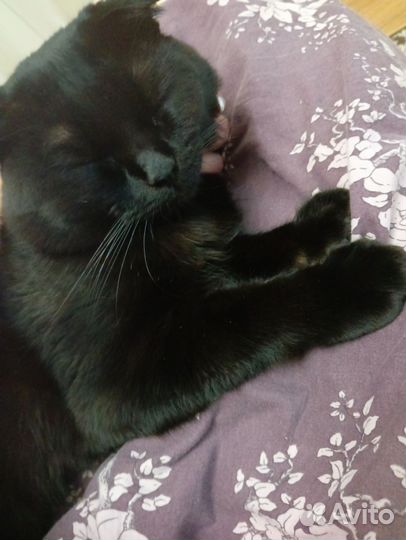 Котята в добрые руки бесплатно