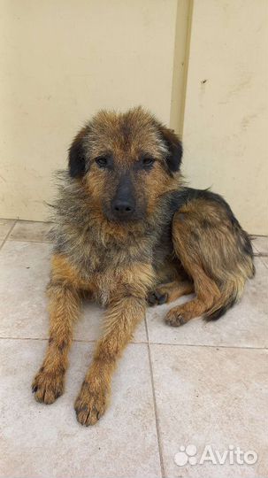 Маленькая собака в добрые руки