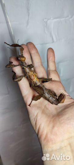 Австралийский палочник - палочник Маклея