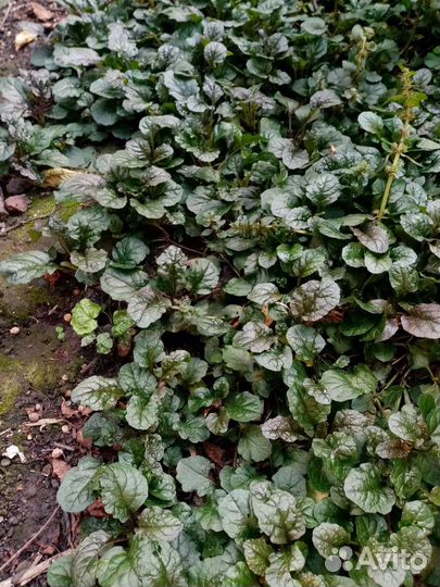 Живучка ползучая (аюга) / барвинок/ хоста