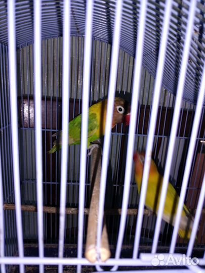 Попугай неразлучники