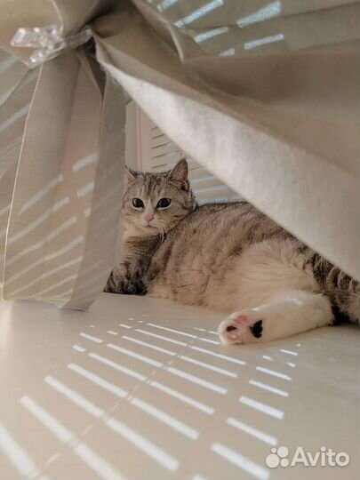 Передержка кошек и грызунов,выгул собак(вечер)