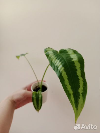 Шизматоглоттис Валличии