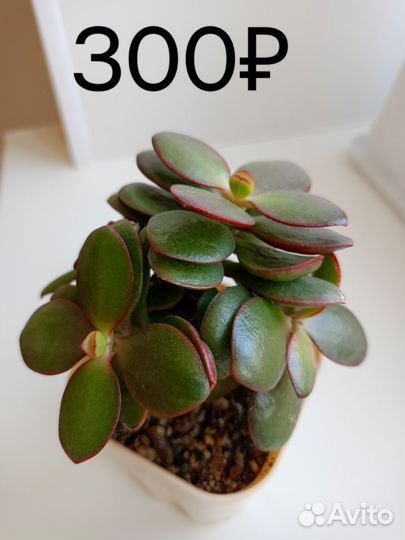 Толстянка крассула