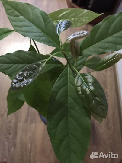 Авокадо деревца