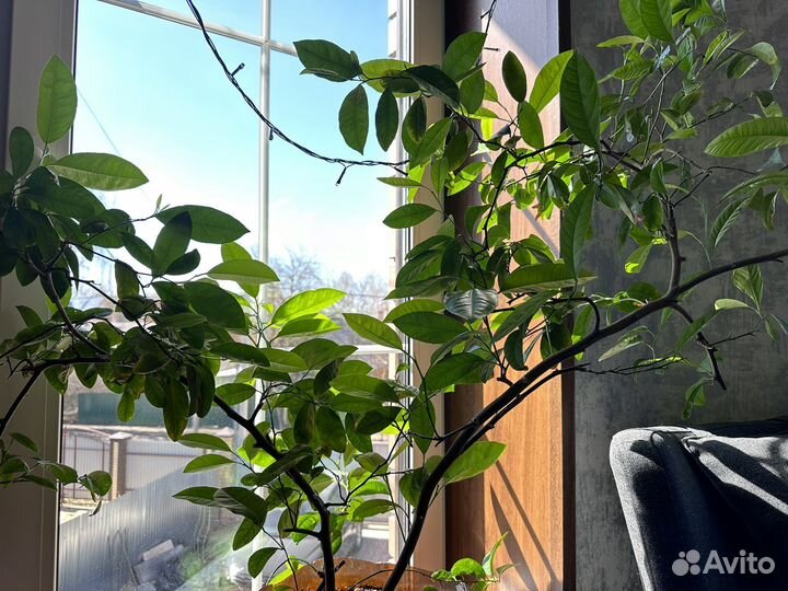 Саженцы мандарина