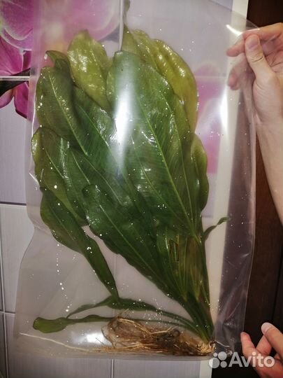 Эхинодорус