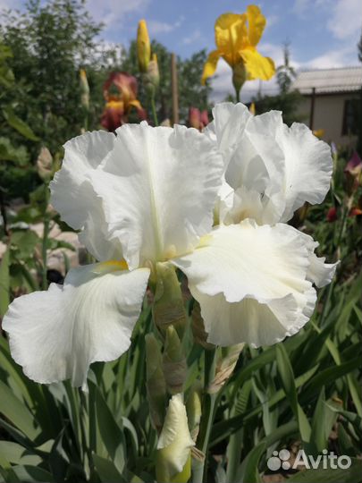 Ирисы
