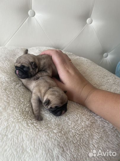 Щенки мопса