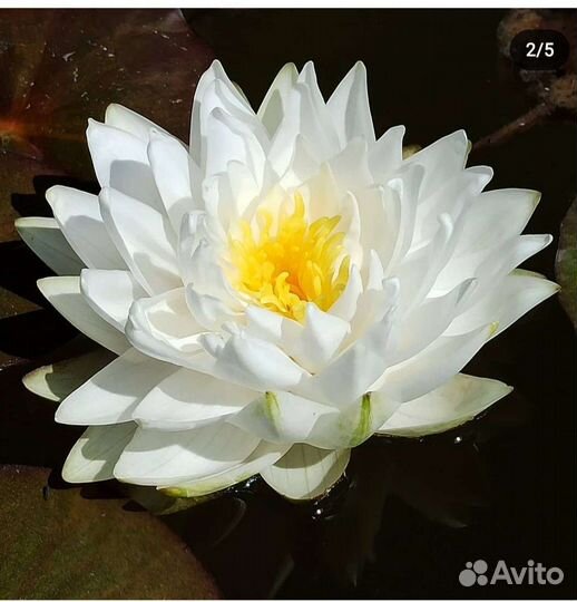 Нимфея материнский 3-х летний куст