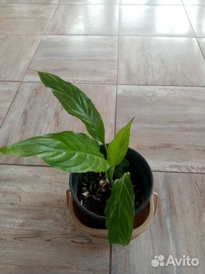 Спатифиллум уоллиса