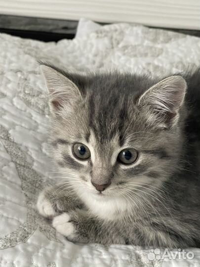 Домашние животные