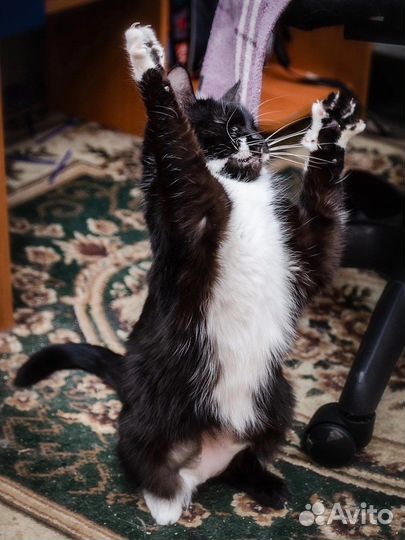 Нюся-очень нежная кошечка нуждается в доме