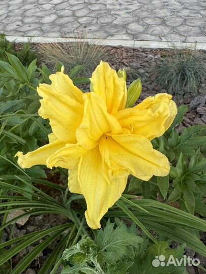 Лилейники сортовые