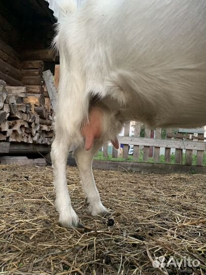 Зааненская дойная коза