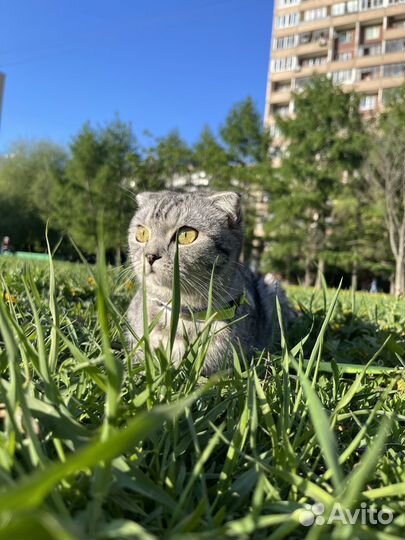 Кошка в дар в добрые руки