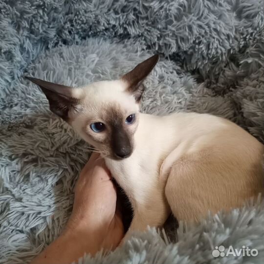 Кот и кошка ориентальные сиамского окраса