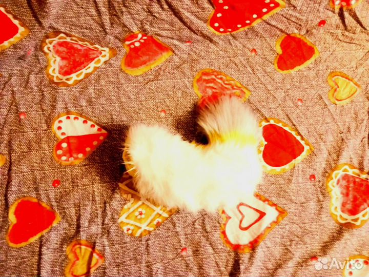 Фурсьют. Чит. Описание