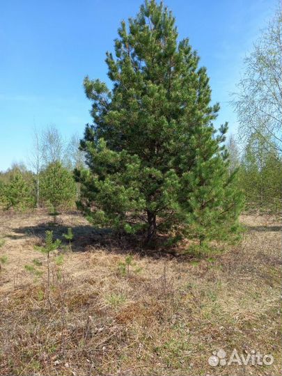 Сосна обыкновенная