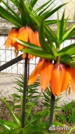 Рябчик императорский