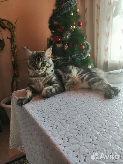 Кошка мейн - кун