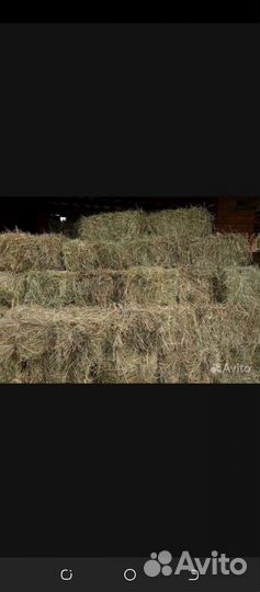 Сено в тюках