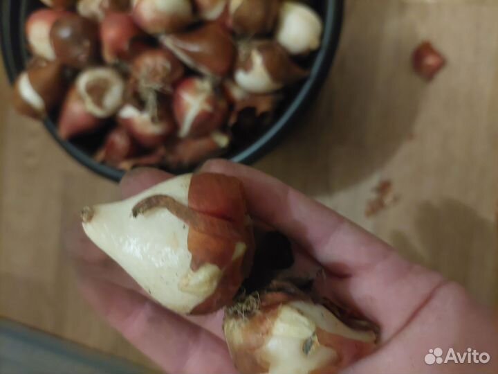 Цветы тюльпаны