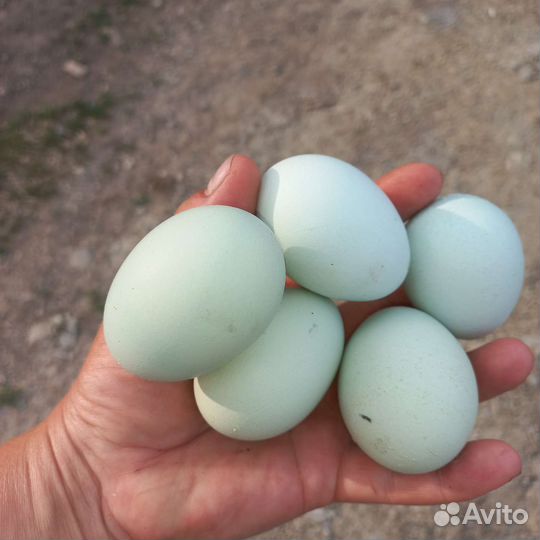 Инкубационное яйцо куриц амераукана
