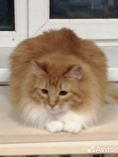 Возьмите друга из приюта