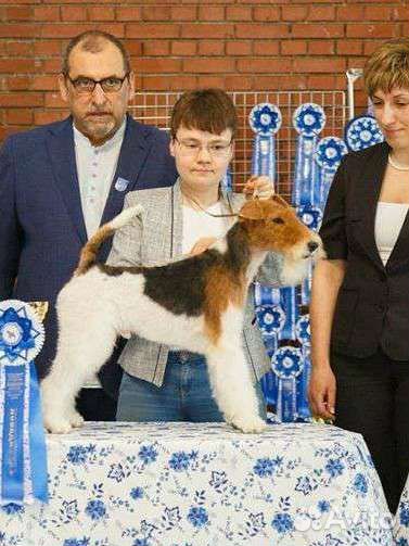 Стрижка собак