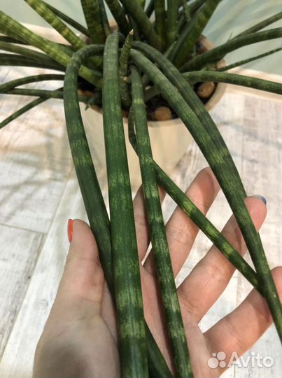 Сансевиерия цилиндрика