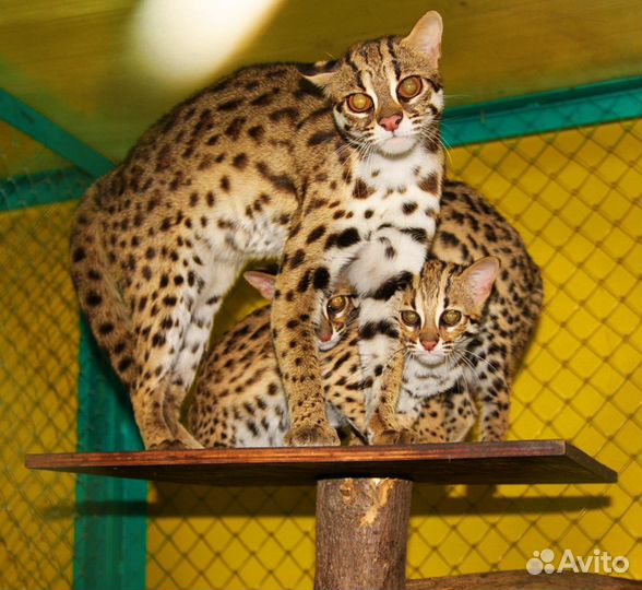 Азиатские леопардовые коты.4 мес-10 мес