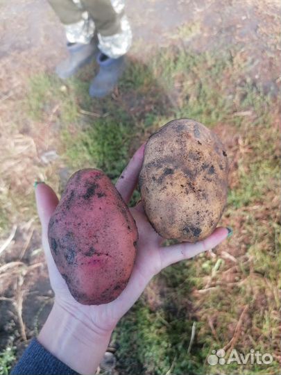 Продам картофель