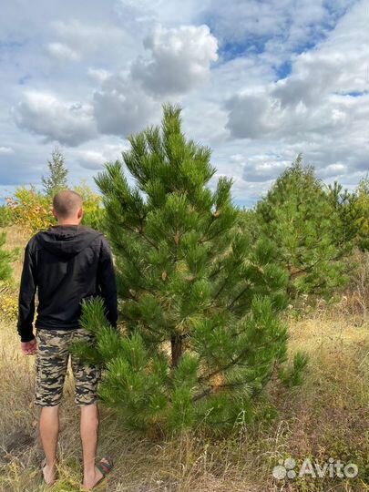 Сосна черная (Котельники )