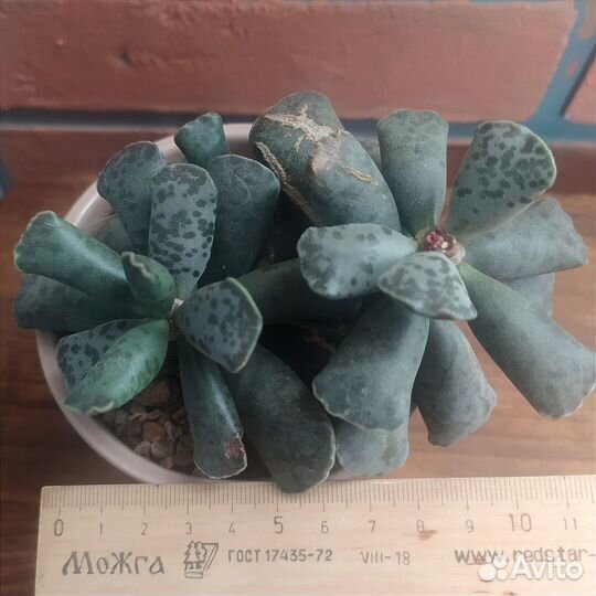 Адромискус купера