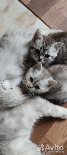 Британские котята