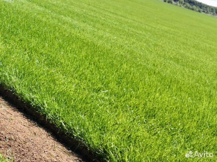 Рулонный Газон Волгоград Опт и Розница в наличии