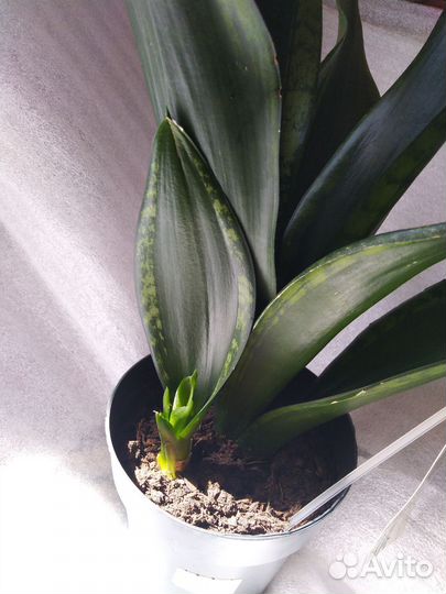 Сансевиерия