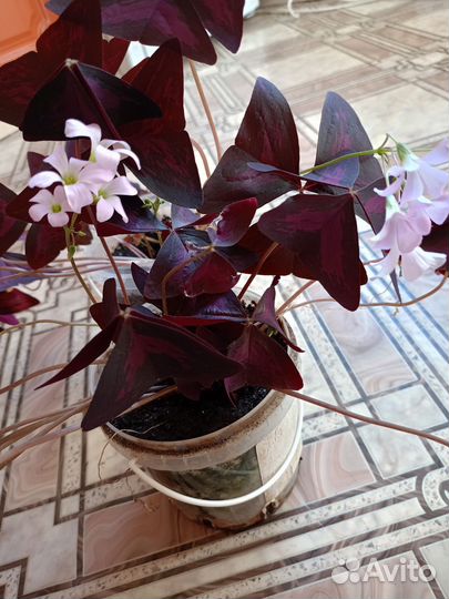 Комнатные цветы кислица