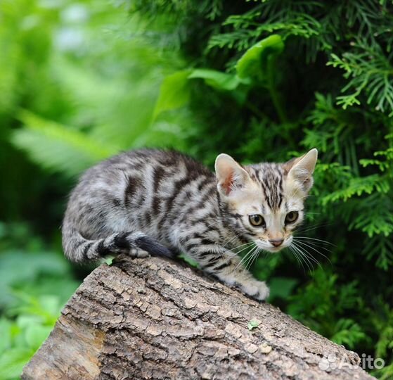 Бенгальский котенок