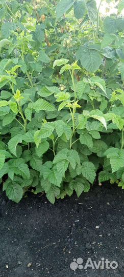 Малина желтая саженцы