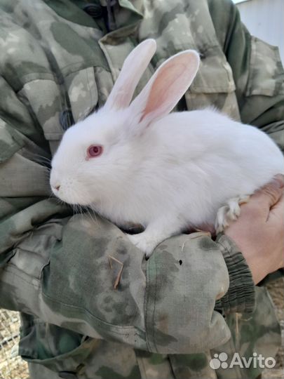 Кролики новозеландские