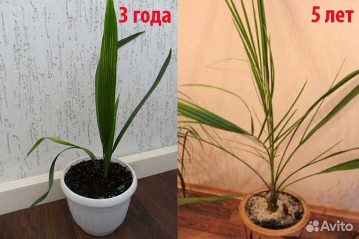 Финик Канарский