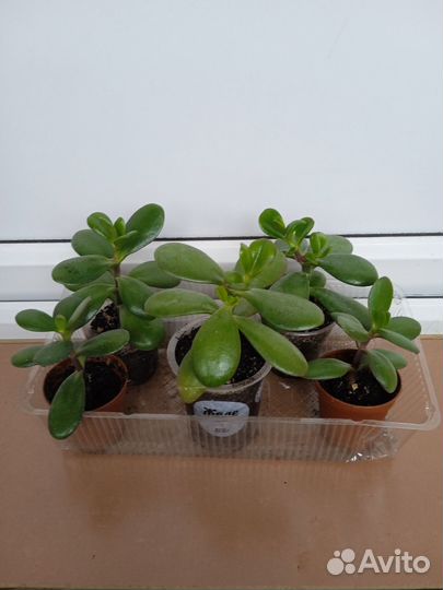 Каланхоэ войлочное и толстянка