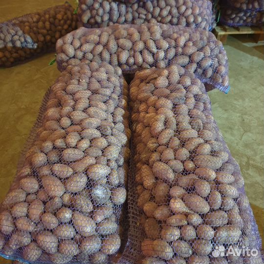 Продам картофель