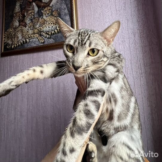 Бенгальская кошка