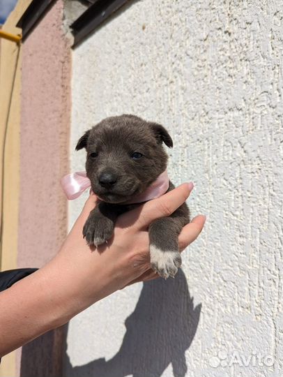 Щенок в добрые руки