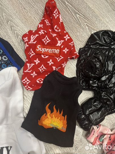 Одежда для маленькой собачки