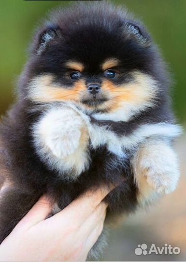 Померанского шпица мини мальчик