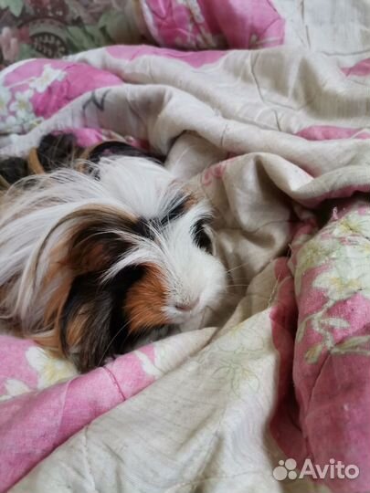 Морская свинка